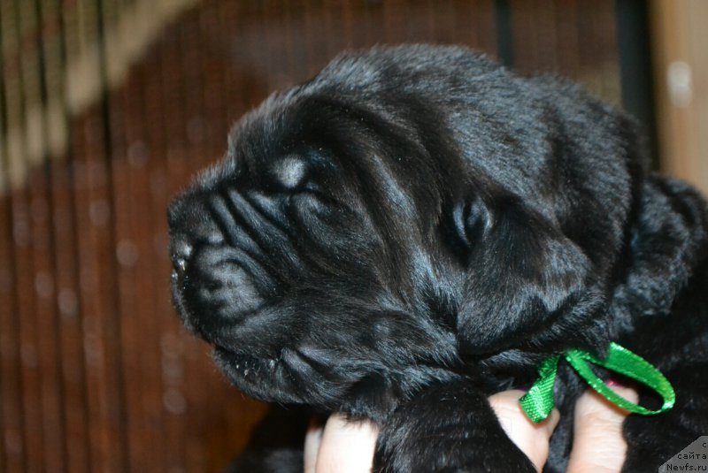 Фото: Щенок, ньюфаундленд Simbad Pokoritel' Morey (Симбад Покоритель Морей), и, ньюфаундленд Glasha Medvedica (Глаша Медведица)