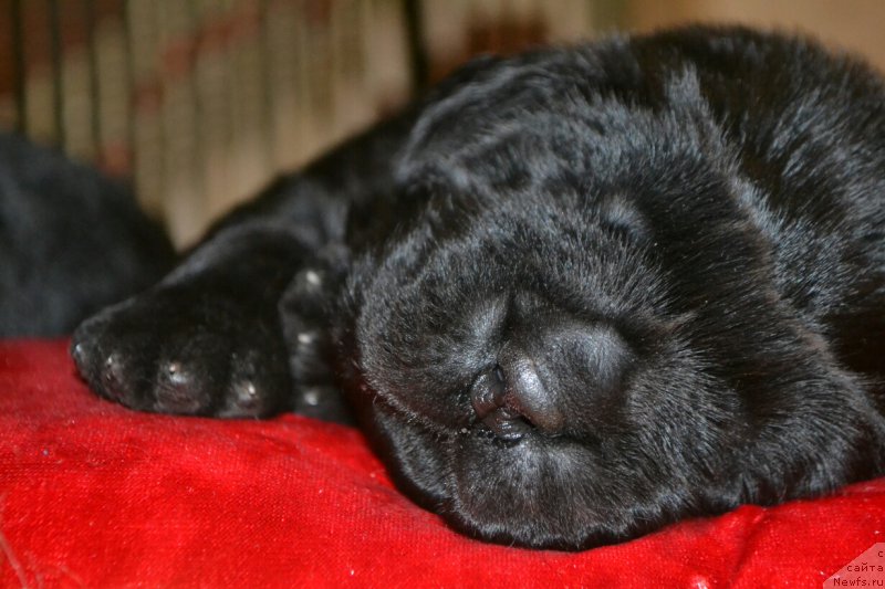 Фото: Дети, ньюфаундленд Glasha Medvedica (Глаша Медведица), и, ньюфаундленд Simbad Pokoritel' Morey (Симбад Покоритель Морей)