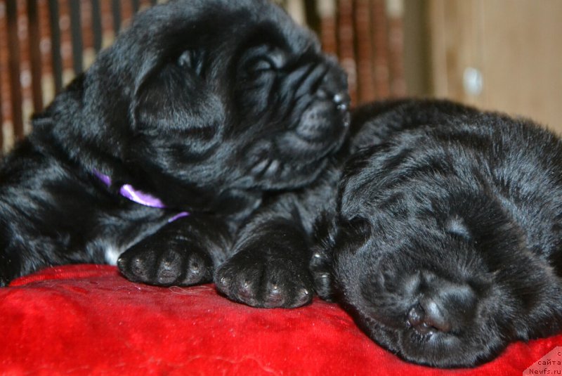 Фото: Дети, ньюфаундленд Glasha Medvedica (Глаша Медведица), и, ньюфаундленд Simbad Pokoritel' Morey (Симбад Покоритель Морей)