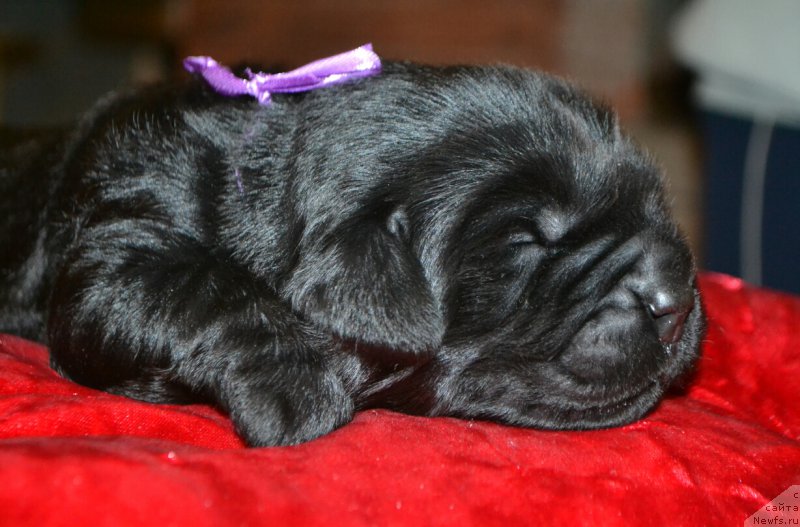 Фото: Дети, ньюфаундленд Glasha Medvedica (Глаша Медведица), и, ньюфаундленд Simbad Pokoritel' Morey (Симбад Покоритель Морей)