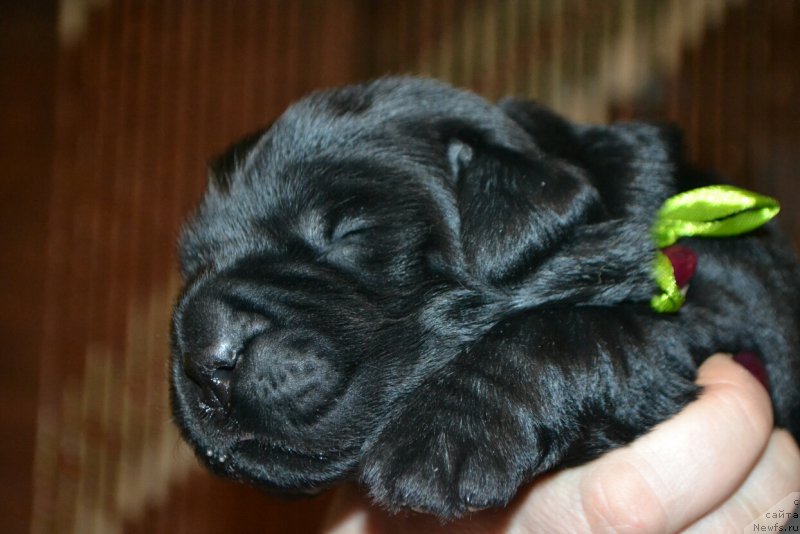 Фото: Дети, ньюфаундленд Glasha Medvedica (Глаша Медведица), и, ньюфаундленд Simbad Pokoritel' Morey (Симбад Покоритель Морей)