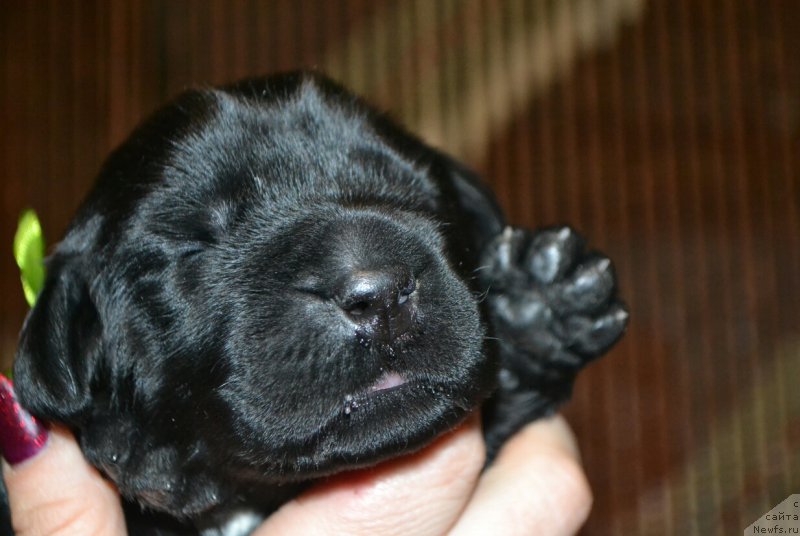 Фото: Дети, ньюфаундленд Glasha Medvedica (Глаша Медведица), и, ньюфаундленд Simbad Pokoritel' Morey (Симбад Покоритель Морей)