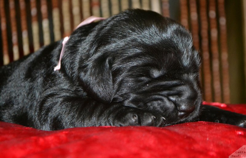 Фото: Дети, ньюфаундленд Glasha Medvedica (Глаша Медведица), и, ньюфаундленд Simbad Pokoritel' Morey (Симбад Покоритель Морей)