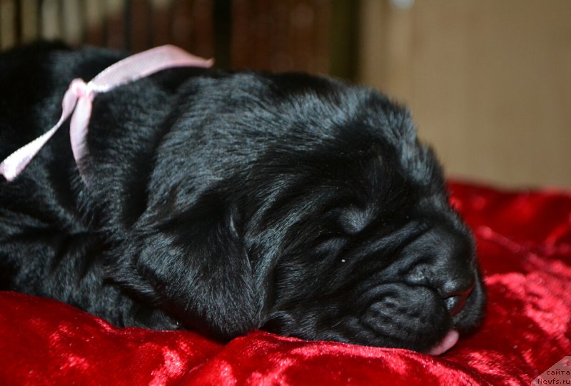 Фото: Дети, ньюфаундленд Glasha Medvedica (Глаша Медведица), и, ньюфаундленд Simbad Pokoritel' Morey (Симбад Покоритель Морей)