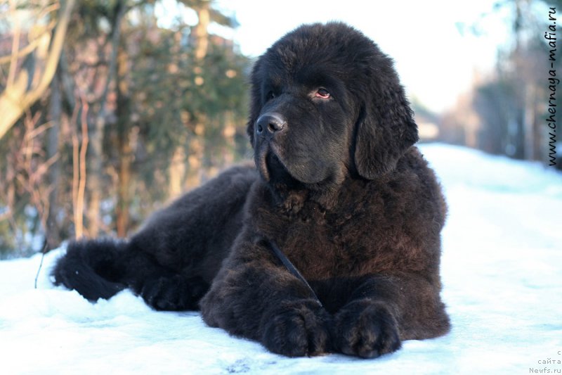 Фотография № 219680