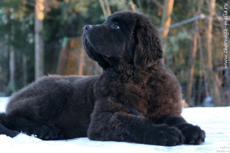 Фотография № 219683