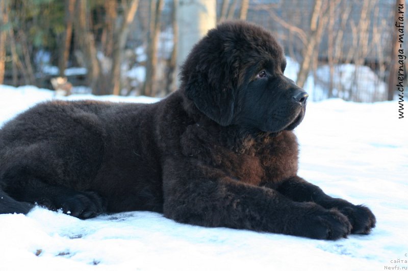 Фото: ньюфаундленд Chernaya Mafia Be Cool (Черная Мафия Бе Коол)