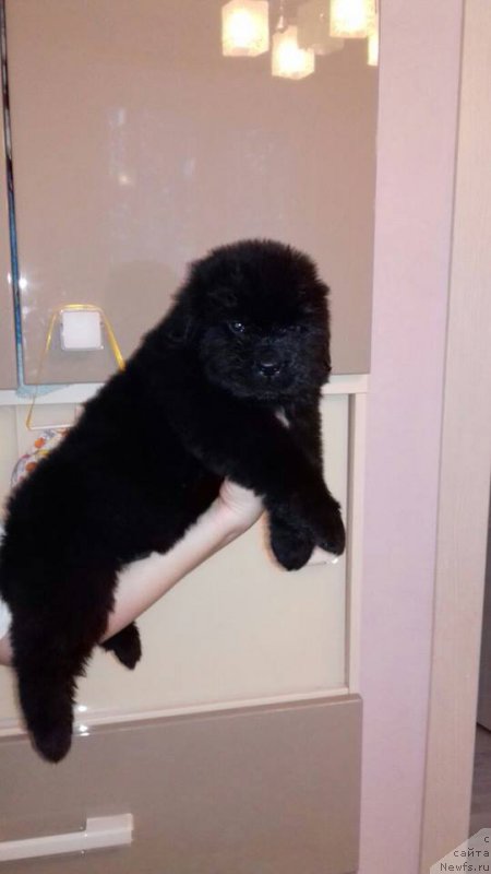 Фотография № 219686