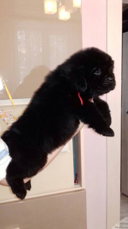 Фотография № 219688