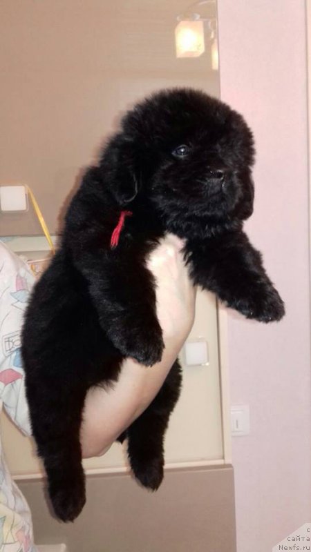 Фотография № 219689