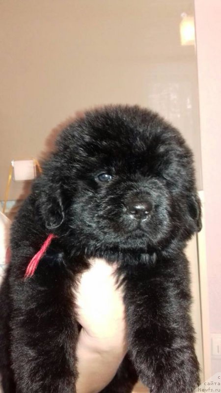 Фотография № 219690