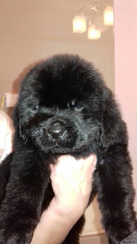 Фотография № 219691