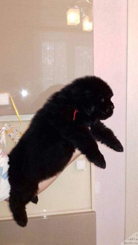 Фото: ньюфаундленд Super Premium Shark Rings (Супер Премиум Шарк Рингс)