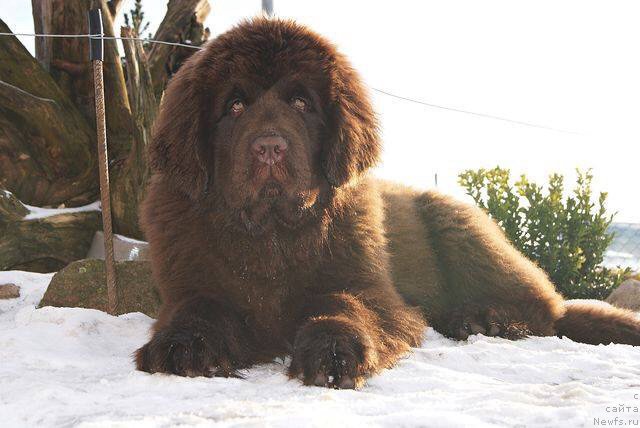 Фото: ньюфаундленд Brownblood MSK Armata Loyar Aid (Браунблад МСК Армата Лойар Аид)