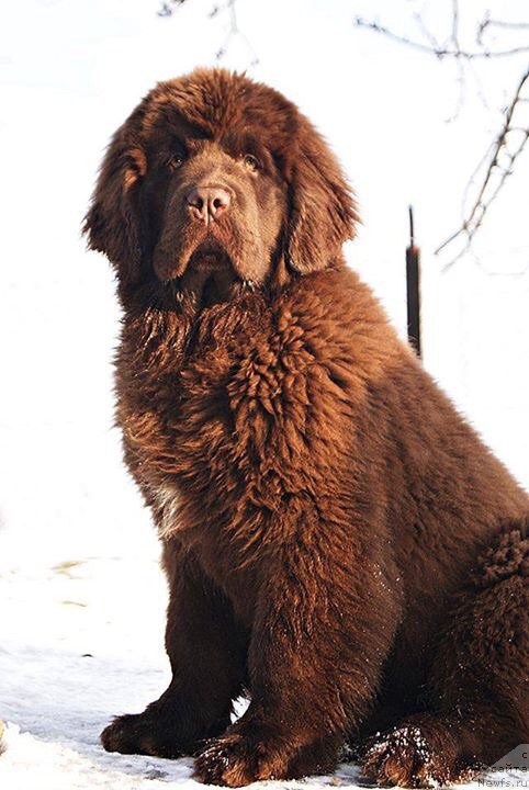 Фото: ньюфаундленд Brownblood MSK Armata Loyar Aid (Браунблад МСК Армата Лойар Аид)