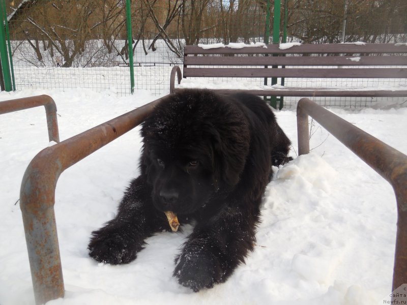 Фотография № 219699