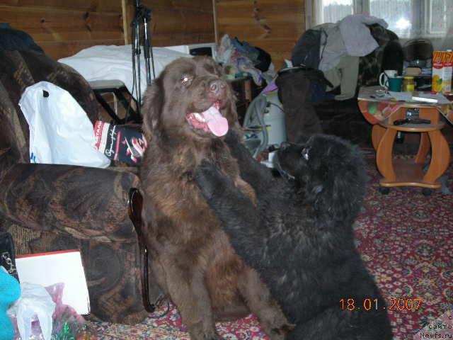 Фото: ньюфаундленд Stardi (Старди), ньюфаундленд Sent Djons Kruiz (Сент Джонс Круиз)