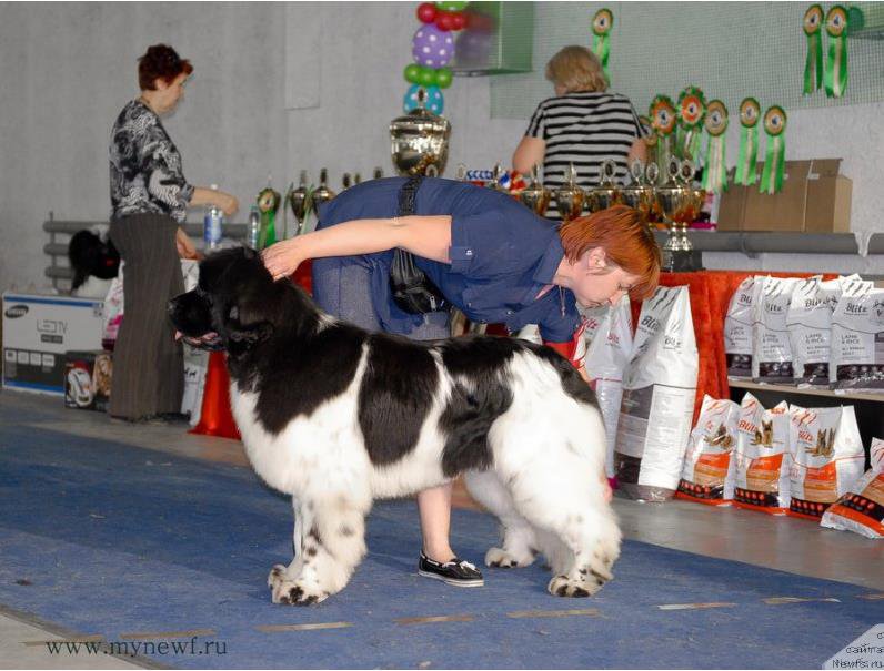 Фотография № 219703