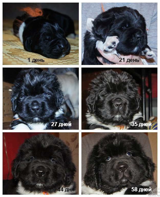 Фото: ньюфаундленд Super Bizon Tomas (Супер Бизон Томас)