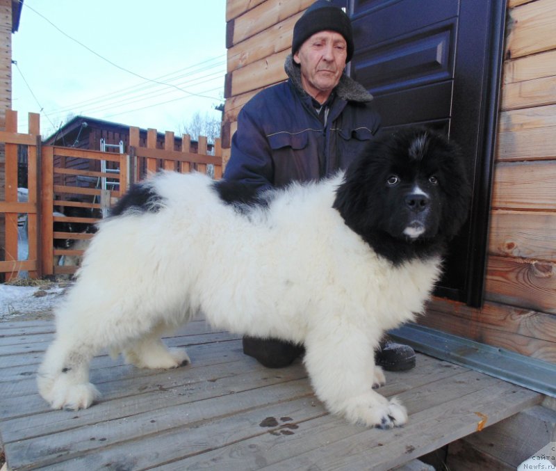 Фото: ньюфаундленд Varvara Krasa ot Karel'skih Medvedey (Варвара Краса от Карельских Медведей)