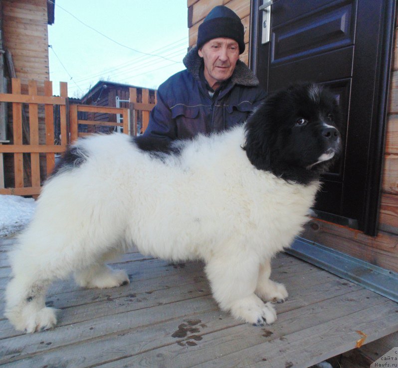 Фото: ньюфаундленд Varvara Krasa ot Karel'skih Medvedey (Варвара Краса от Карельских Медведей)