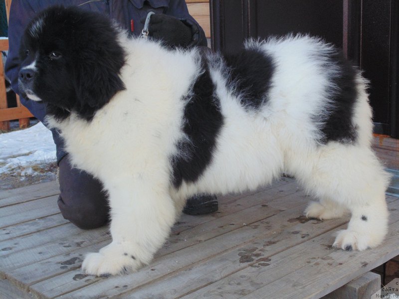 Фото: ньюфаундленд Varvara Krasa ot Karel'skih Medvedey (Варвара Краса от Карельских Медведей)