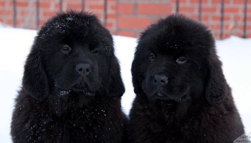 Фото: ньюфаундленд Akvian Song Tequila Gold (Аквиан Сонг Текила Голд), ньюфаундленд Akvian Song Tihvin (Аквиан Сонг Тихвин)
