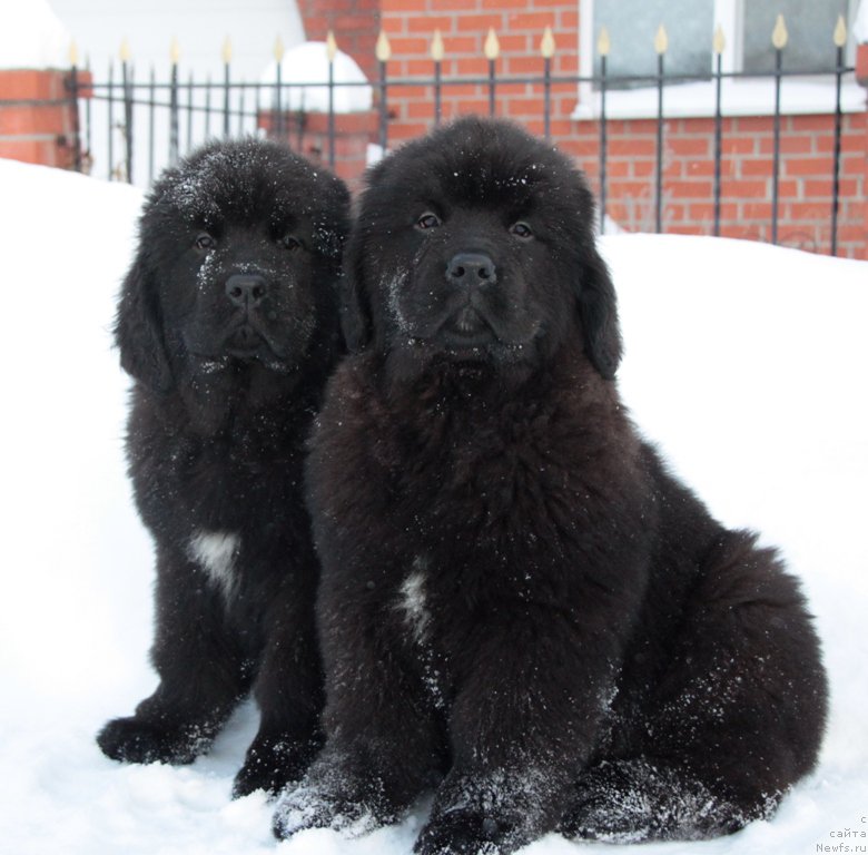 Фото: ньюфаундленд Akvian Song Tihvin (Аквиан Сонг Тихвин), ньюфаундленд Akvian Song Tequila Gold (Аквиан Сонг Текила Голд)