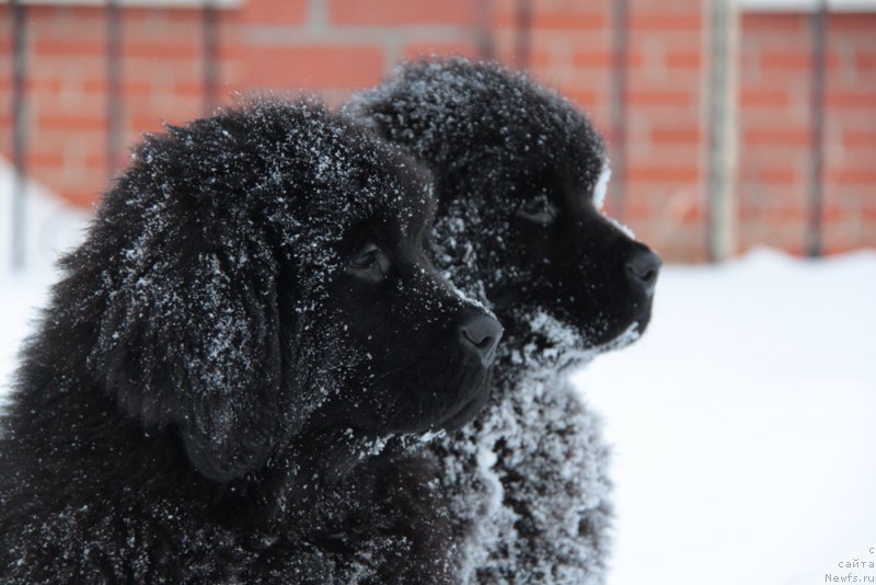 Фото: ньюфаундленд Akvian Song Tequila Gold (Аквиан Сонг Текила Голд), ньюфаундленд Akvian Song Tihvin (Аквиан Сонг Тихвин)