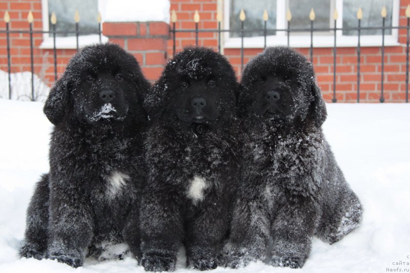 Фото: ньюфаундленд Akvian Song Tequila Gold (Аквиан Сонг Текила Голд), ньюфаундленд Akvian Song Turandot (Аквиан Сонг Турандот), ньюфаундленд Akvian Song Tihvin (Аквиан Сонг Тихвин)