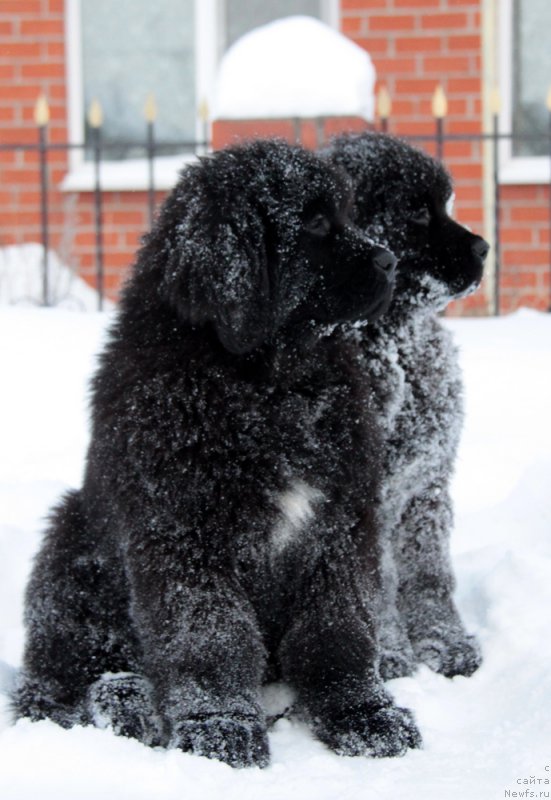 Фото: ньюфаундленд Akvian Song Tequila Gold (Аквиан Сонг Текила Голд), ньюфаундленд Akvian Song Tihvin (Аквиан Сонг Тихвин)