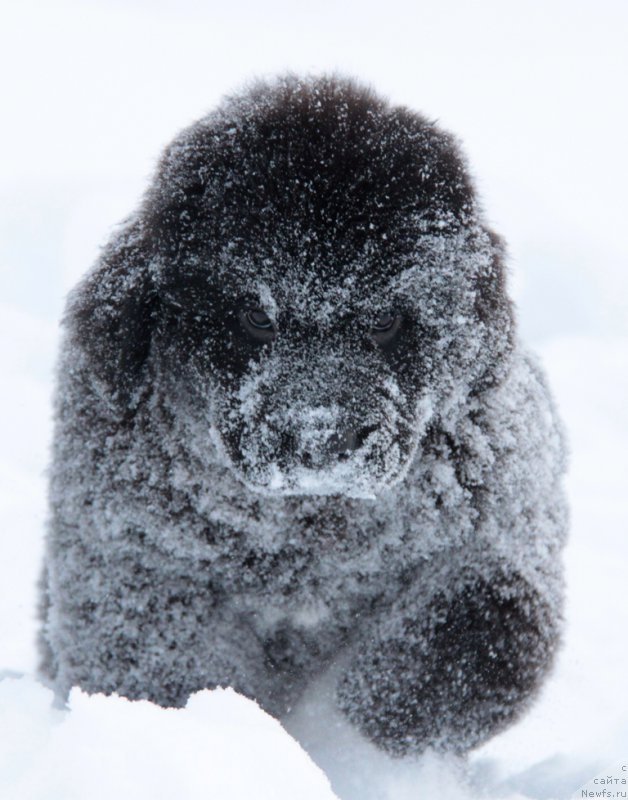 Фото: ньюфаундленд Akvian Song Tihvin (Аквиан Сонг Тихвин)