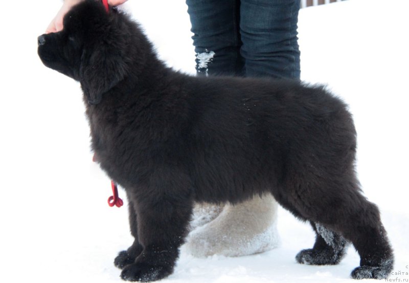 Фото: ньюфаундленд Akvian Song Tihvin (Аквиан Сонг Тихвин)