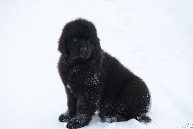 Фото: ньюфаундленд Akvian Song Tihvin (Аквиан Сонг Тихвин)