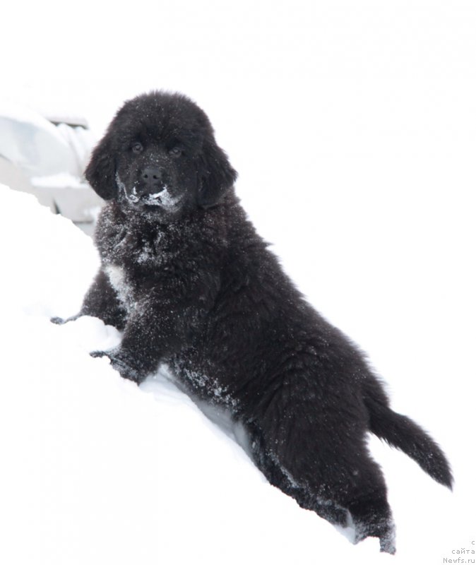Фото: ньюфаундленд Akvian Song Tequila Gold (Аквиан Сонг Текила Голд)