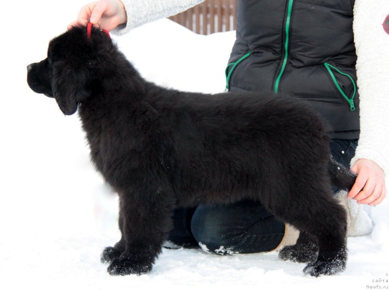 Фото: ньюфаундленд Akvian Song Tequila Gold (Аквиан Сонг Текила Голд)