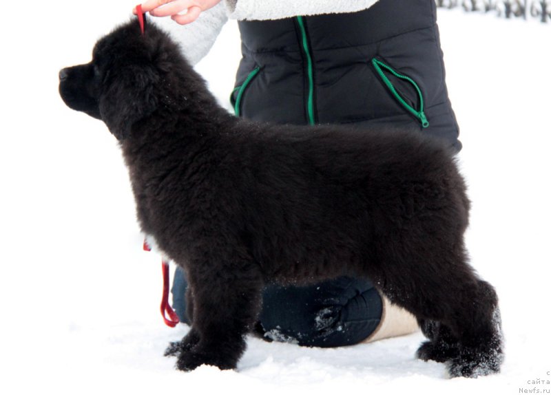 Фото: ньюфаундленд Akvian Song Turandot (Аквиан Сонг Турандот)