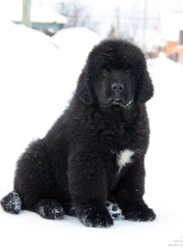 Фото: ньюфаундленд Akvian Song Turandot (Аквиан Сонг Турандот)