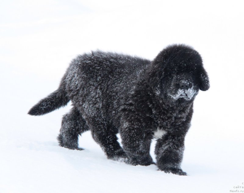 Фото: ньюфаундленд Akvian Song Turandot (Аквиан Сонг Турандот)