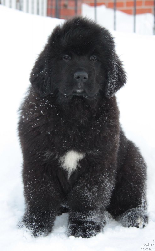 Фото: ньюфаундленд Akvian Song Turandot (Аквиан Сонг Турандот)