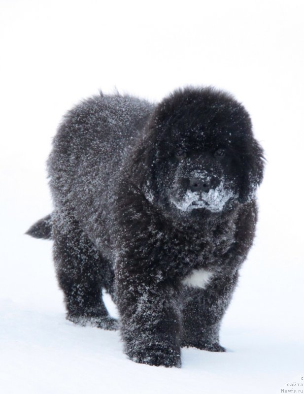Фото: ньюфаундленд Akvian Song Turandot (Аквиан Сонг Турандот)