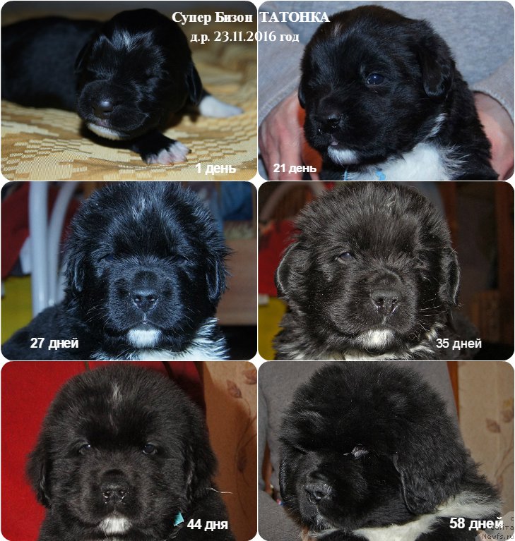 Фото: ньюфаундленд Super Bizon Tatonka (Супер Бизон Татонка)