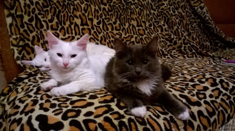 Фотография № 219738