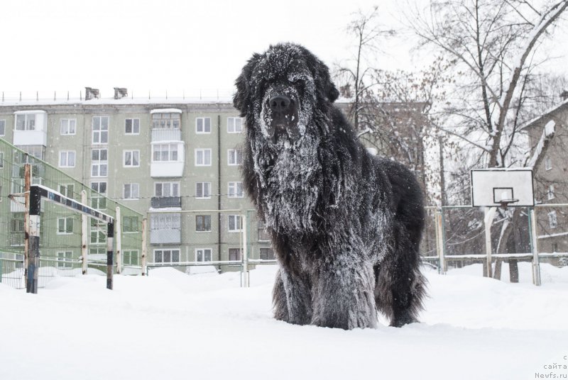 Фото: ньюфаундленд Kiper Soul Layon Hyeert (Кипер Соул Лайон Хэерт)