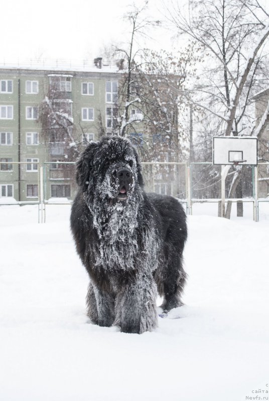 Фото: ньюфаундленд Kiper Soul Layon Hyeert (Кипер Соул Лайон Хэерт)