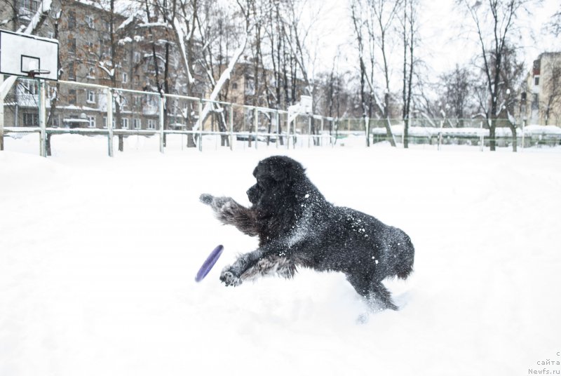 Фотография № 219741