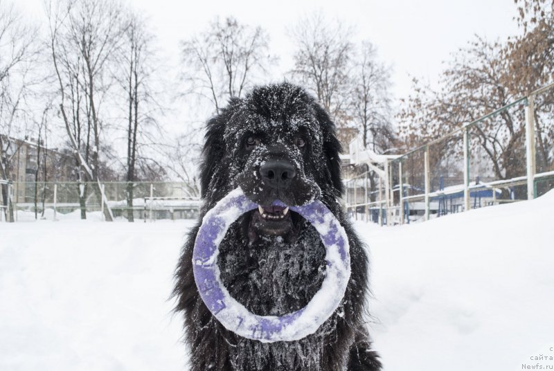 Фото: ньюфаундленд Kiper Soul Layon Hyeert (Кипер Соул Лайон Хэерт)
