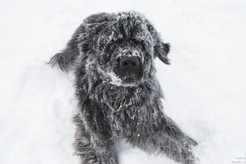Фото: ньюфаундленд Kiper Soul Layon Hyeert (Кипер Соул Лайон Хэерт)