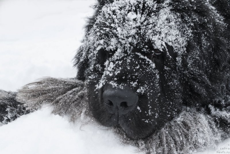 Фото: ньюфаундленд Kiper Soul Layon Hyeert (Кипер Соул Лайон Хэерт)