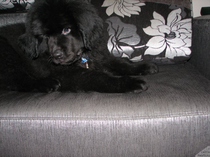 Фотография № 219749